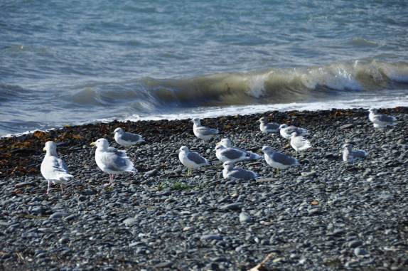 As gaivotas estão em toda a América. Até em Homer, na Península do Kenai, no sul do Alaska